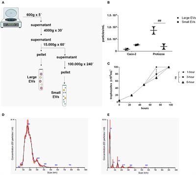 Peptidylarginine Deiminase Inhibition Abolishes the Production of Large Extracellular Vesicles From Giardia intestinalis, Affecting Host-Pathogen Interactions by Hindering Adhesion to Host Cells